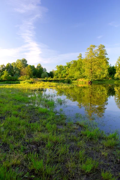 Riva del fiume nella foresta al tramonto — Foto Stock