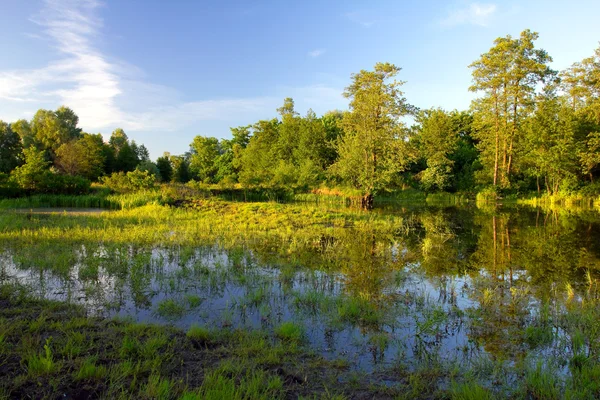 Banco do rio na floresta ao pôr do sol — Fotografia de Stock