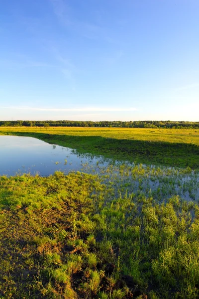 River bank in the forest at the sunset — Stock Photo, Image