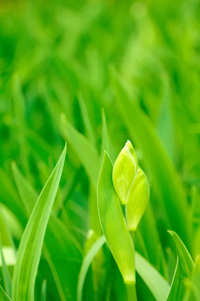 Groene bladeren en een knop iris close-up — Stockfoto