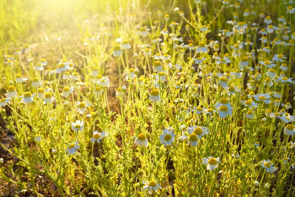 Daisies on a meadow — Stock Photo, Image