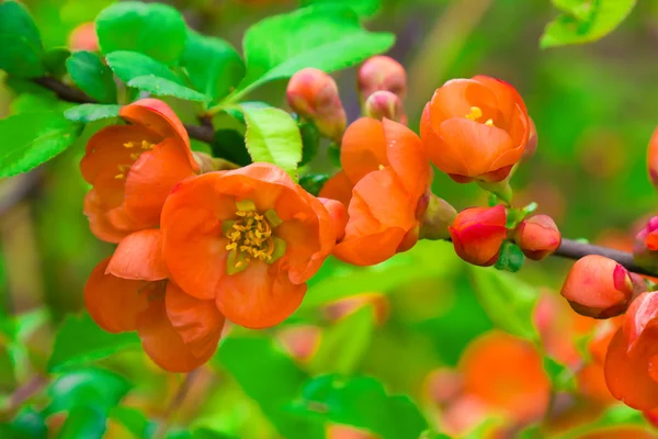 stock image The Japanese quince