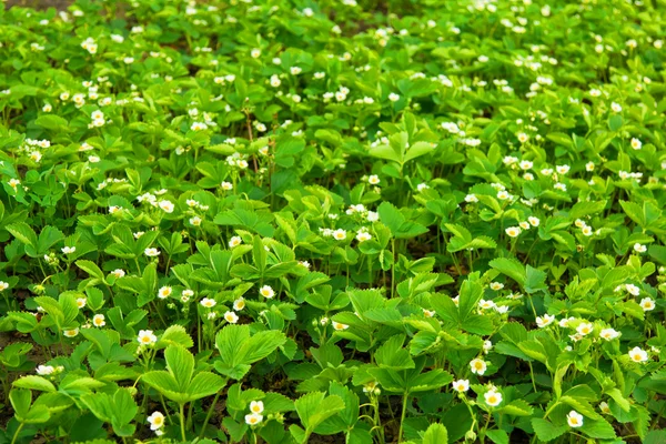 stock image Strawberry on the field in spring