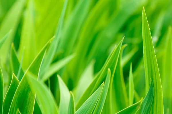 Zielone liście i bliska tęczówki pączek — Zdjęcie stockowe