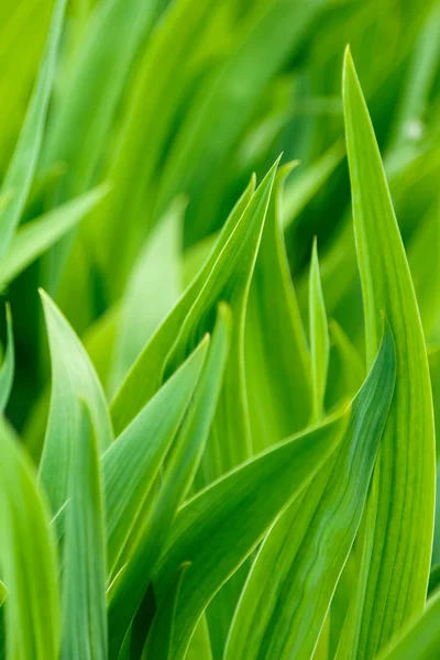 Liście zielone tęczówki irys makro — Zdjęcie stockowe