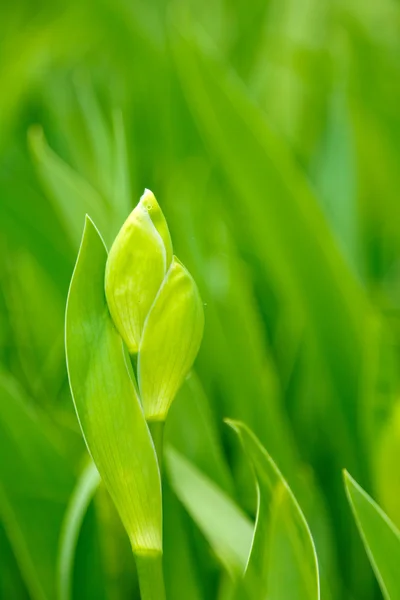 Groene bladeren en een knop iris close-up — Stockfoto