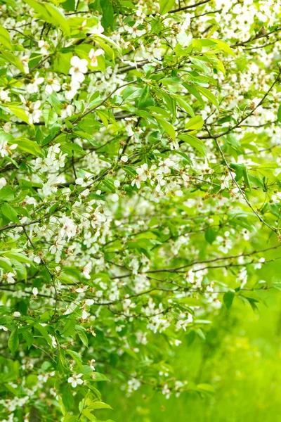 Kers (sakura) bloeien in het voorjaar van — Stockfoto