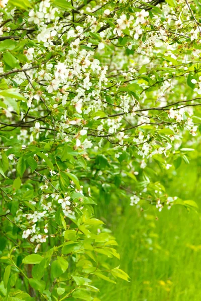 Kers (sakura) bloeien in het voorjaar van — Stockfoto