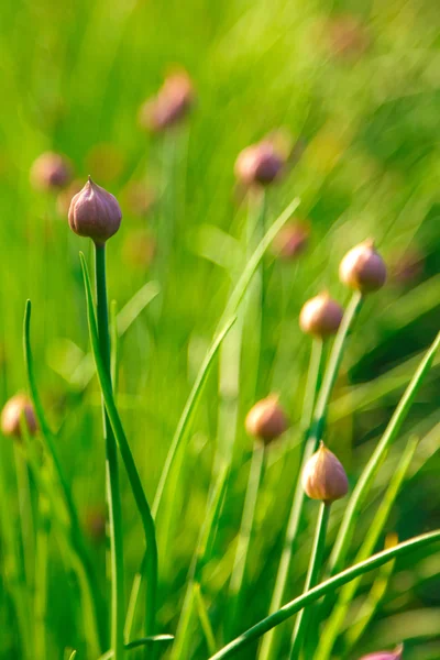 Onion sprouts in the garden — Stock Photo, Image