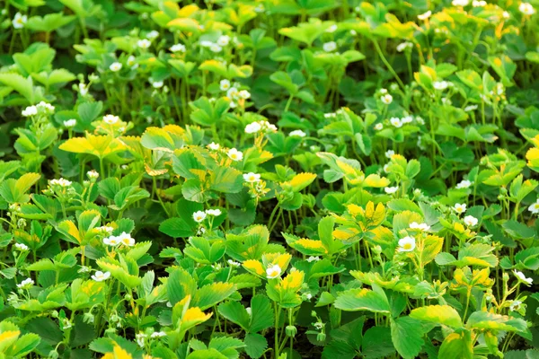 stock image Strawberry on the field in spring