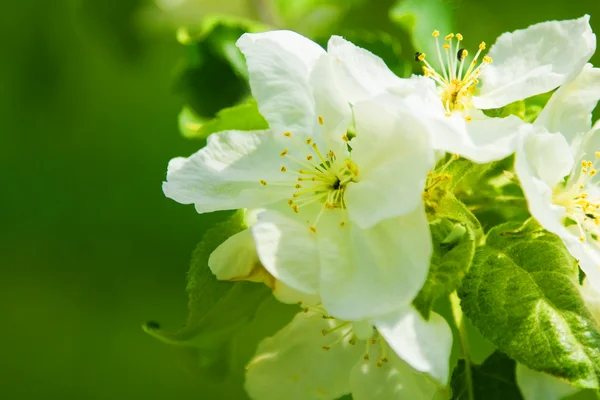 Cereja (sakura) flor na primavera — Fotografia de Stock
