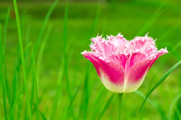 Tulips blossoming on a flowerbed in spring — Stock Photo, Image