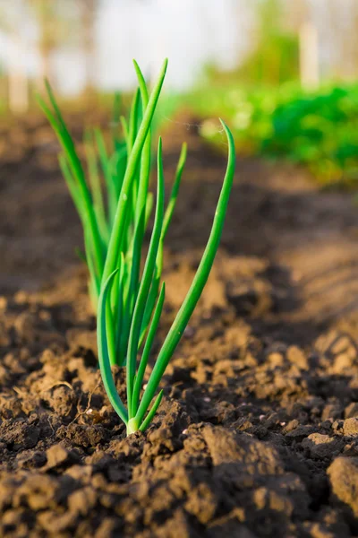 stock image Sprouts of green onions in the garden