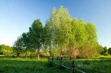 Spring landscape with trees clipart