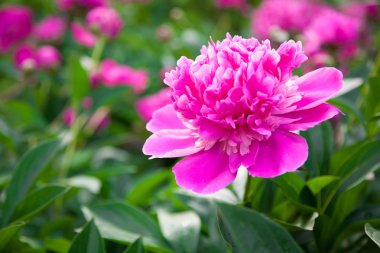 Peonies blooming in the garden clipart