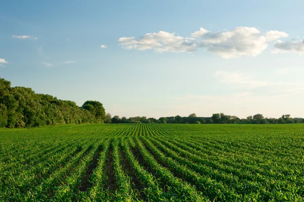 Zöld mező a fiatal kukorica naplementekor — Stock Fotó