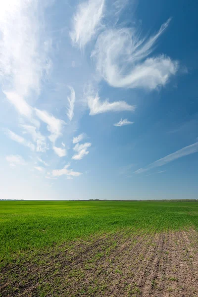 Green field and blue sky — Stock Photo, Image