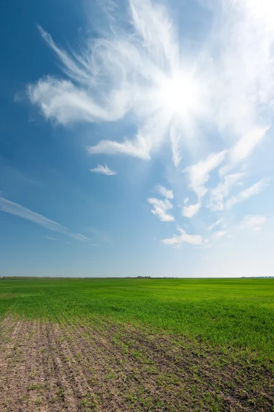 Yeşil tarla ve mavi gökyüzü — Stok fotoğraf
