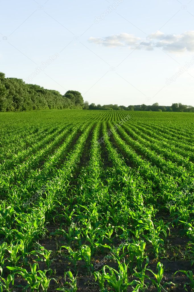 Green corn field and blue sky