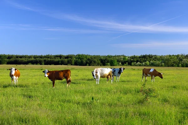 stock image Cows on the green meadow