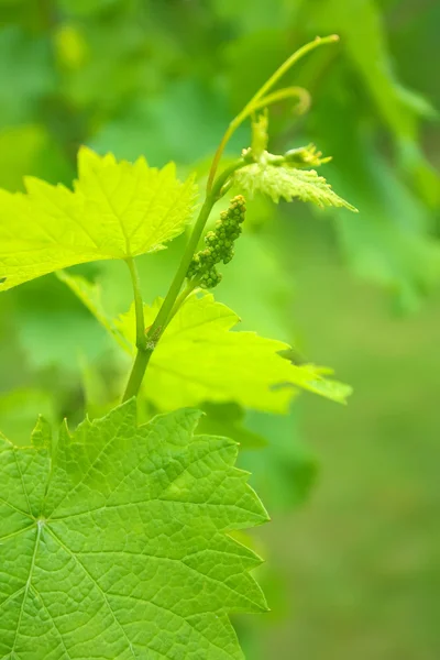 Young grape vine. Bud. — Stock Photo, Image