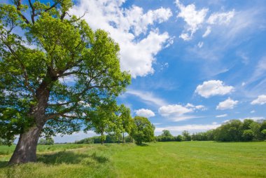 Tree, meadow and a blue sky clipart