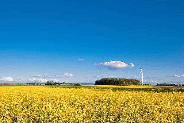 stock image Rape field and wind turbine