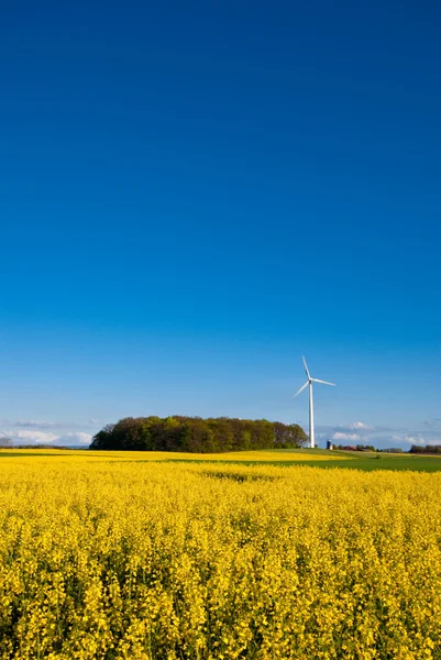 Rape field and wind turbine — Stock Photo, Image