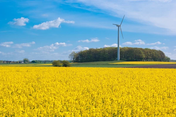 Rape field and wind turbine — Stock Photo, Image