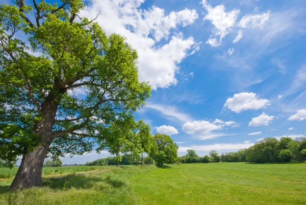 Дерево, луг и голубое небо — стоковое фото