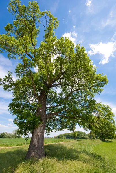 Дерево, луг і блакитне небо — стокове фото
