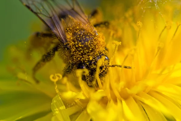 Bee and pollen — Stock Photo, Image
