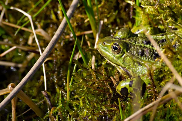 stock image Green frog