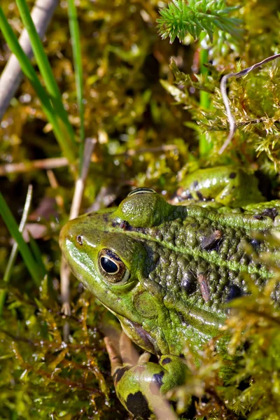 stock image Green frog