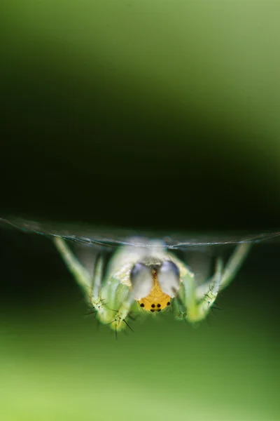 Spindel i sitt nät — Stockfoto