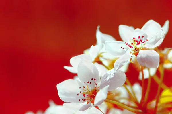 stock image Apple blossom