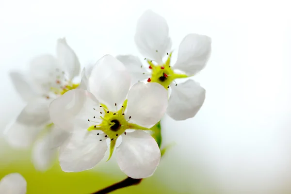 Apple blossom — Stock Photo, Image