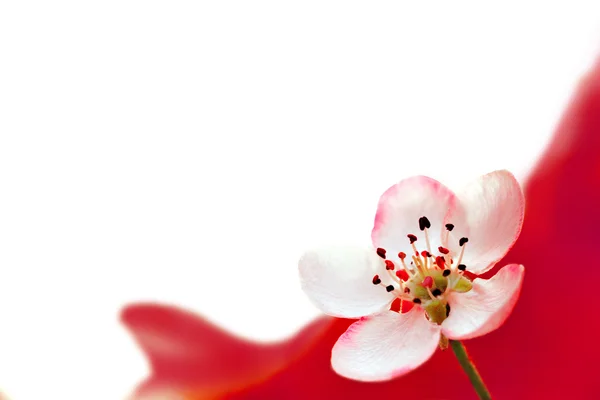 stock image Apple blossom