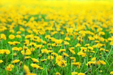 Dandelions yeşil çayır üzerinde