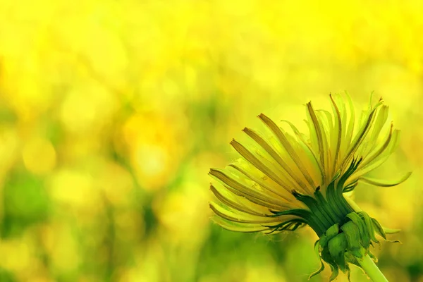 Charming dandelion — Stock Photo, Image