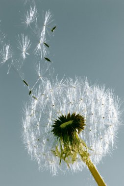 Dandelion clipart