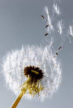 Dandelion clipart