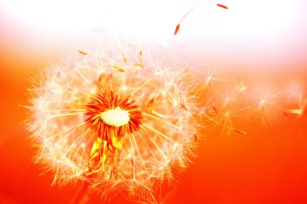 stock image Dandelion