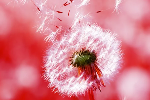 stock image Dandelion