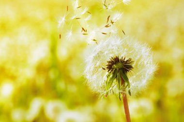 Dandelions on a green meadow clipart