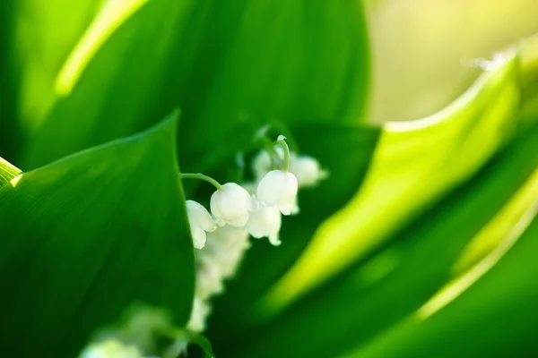 Sevimli lily — Stok fotoğraf