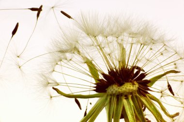 Macro dandelion clipart