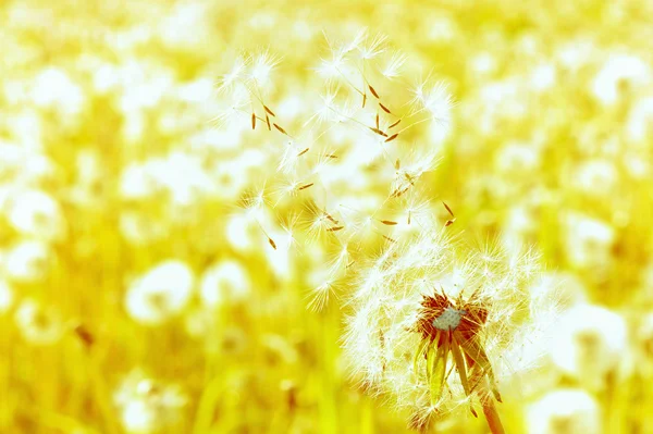 Dandelions yeşil çayır üzerinde — Stok fotoğraf