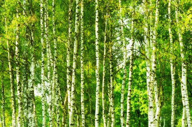 Forest birch