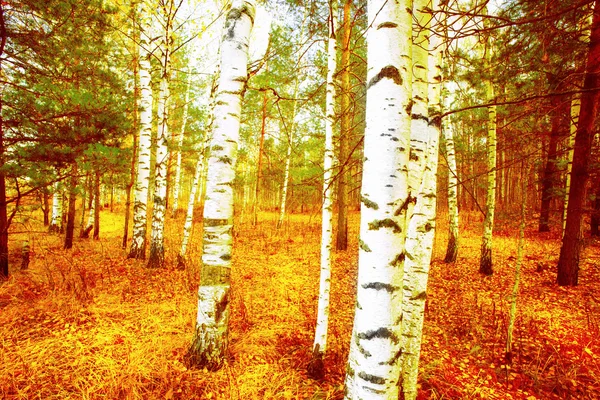Orman huş — Stok fotoğraf